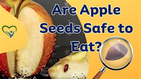 are apple seeds safe to eat.